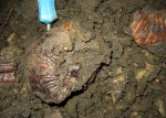 Virgatites gerassimovi