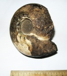 Cadoceras stupachenkoi