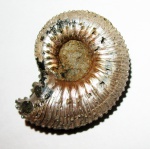 Kosmoceras Kosmoceras