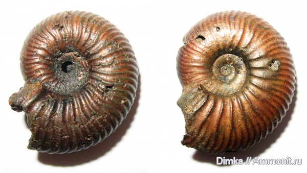 юра, келловей, Quenstedtoceras, верхний келловей, Callovian, Jurassic, Middle Jurassic