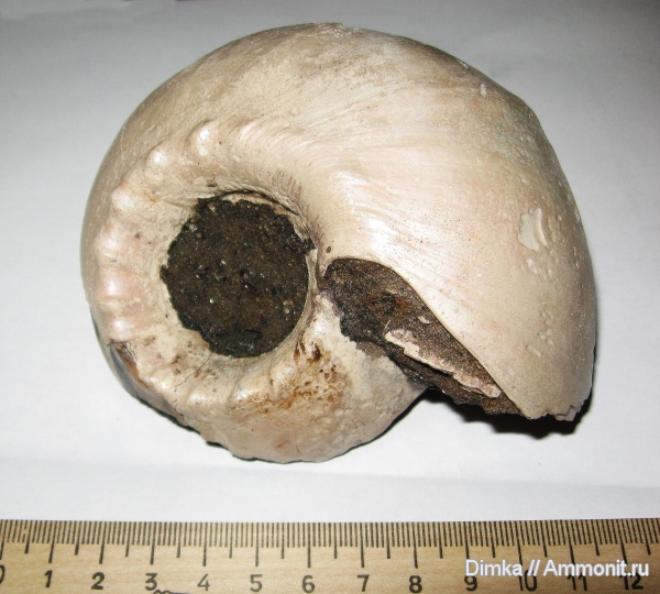 юра, нижний келловей, келловей, Cadoceras, р. Унжа, Макарьев, Callovian, Jurassic, Middle Jurassic, Lower Callovian, Cadochamoussetia tschernyschewi