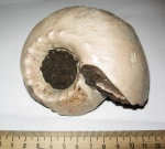 Cadoceras tschernyschewi