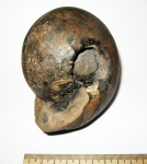 Cadoceras stupachenkoi