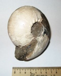 Cadoceras stupachenkoi