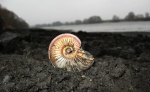 Amoeboceras alternoides