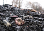 Amoeboceras alternoides на месте находки