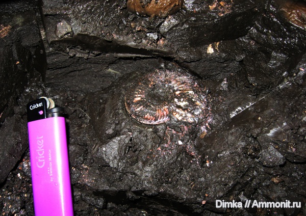 юра, Бронницы, оксфорд, Марково, Amoeboceras, верхний оксфорд, Amoeboceras alternoides, Oxfordian, Upper Oxfordian, Jurassic