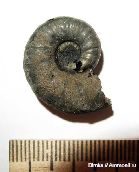 юра, Бронницы, Euaspidoceras, Рыбаки, верхний оксфорд, Oxfordian, Upper Oxfordian, Jurassic