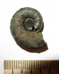 Небольшой Euaspidoceras Небольшой Euaspidoceras
