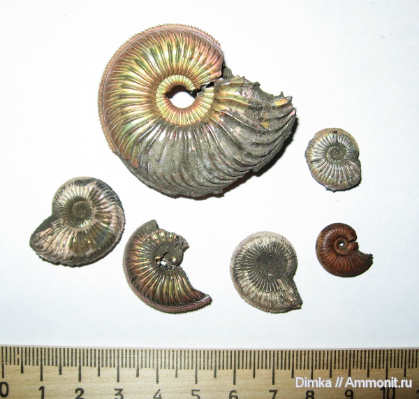 юра, Бронницы, оксфорд, Марково, Amoeboceras, верхний оксфорд, Amoeboceras alternoides, Oxfordian, Upper Oxfordian, Jurassic
