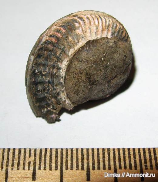 юра, Бронницы, оксфорд, Amoeboceras, Рыбаки, верхний оксфорд, Oxfordian, Upper Oxfordian, Jurassic