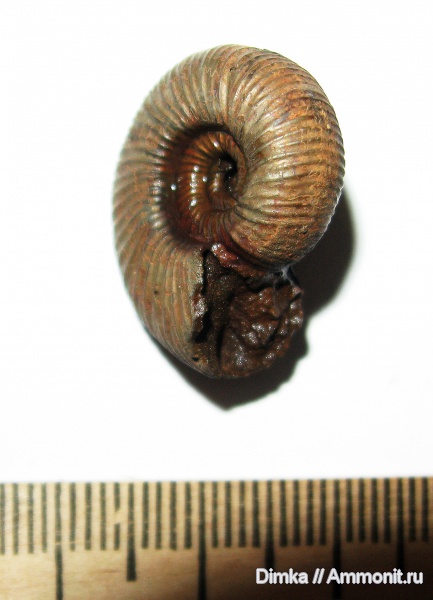 юра, Бронницы, оксфорд, Рыбаки, верхний оксфорд, Perisphinctidae, Oxfordian, Upper Oxfordian, Jurassic