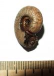 аммонит из семейства Perisphinctidae аммонит из семейства Perisphinctidae
