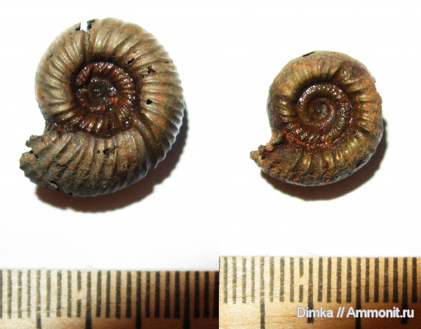 юра, Бронницы, оксфорд, Рыбаки, верхний оксфорд, Perisphinctidae, Oxfordian, Upper Oxfordian, Jurassic