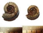 Аммониты из семейства Perisphinctidae Аммониты из семейства Perisphinctidae