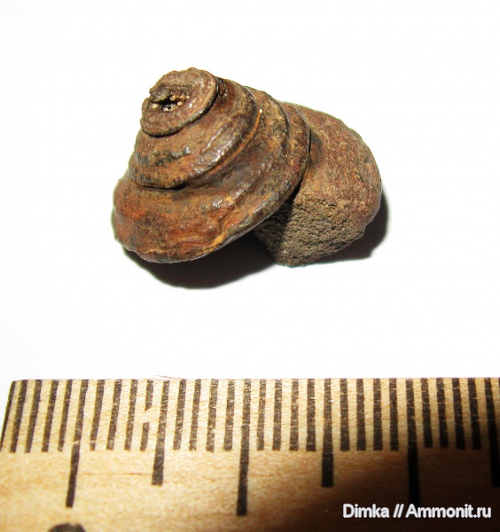 юра, Бронницы, оксфорд, Bathrotomaria, Рыбаки, верхний оксфорд, Oxfordian, Upper Oxfordian, Jurassic