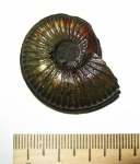 Amoeboceras serratum