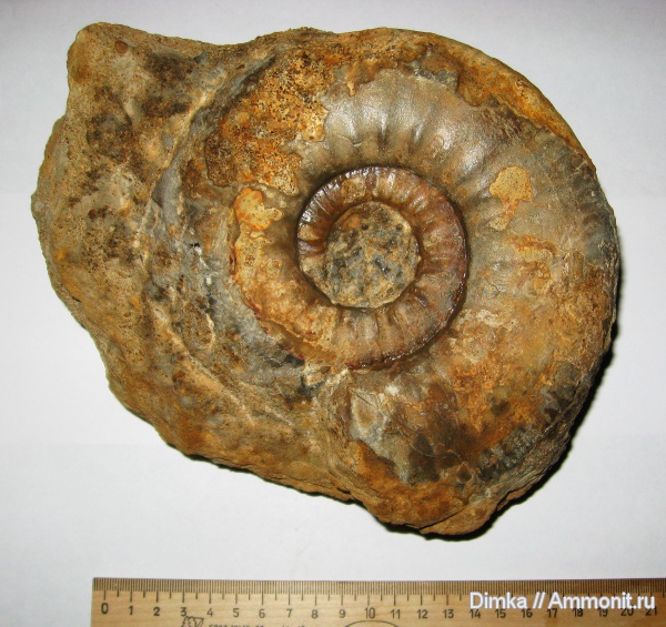 нижний келловей, келловей, Homeoplanulites, Никитино, р. Ока, Callovian, Middle Jurassic, Lower Callovian