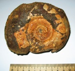 laugeites stschurowskii