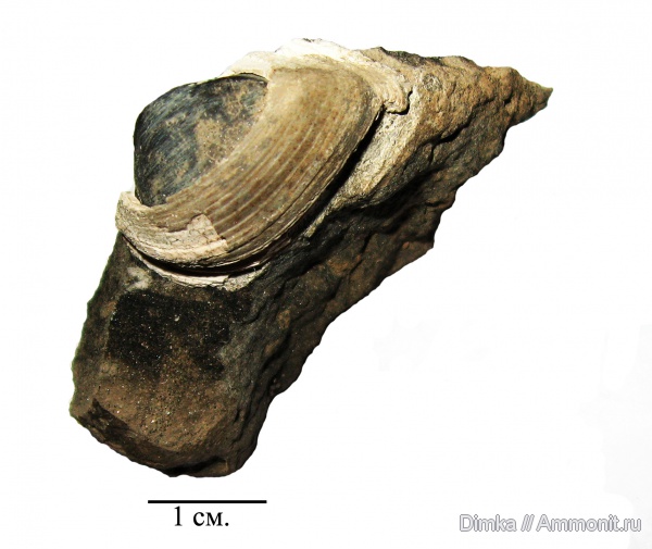 юра, двустворчатые моллюски, кимеридж, Кимры, нижний кимеридж, Kimmeridgian, Jurassic, Upper Jurassic