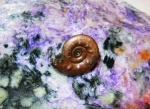 Brightia davitaschvilii