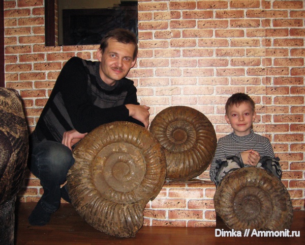 юра, Dorsoplanites, волжский ярус, Lomonossovella, Dorsoplanites serus, Lomonossovella lomonossovi, Глебово, Dorsoplanites rosanovi, Dorsoplanitidae, Volgian, Jurassic