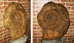 Taimyrosphinctes pavloviformis Mesezhn