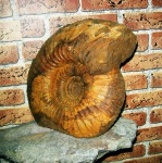Lomonossovella lomonossovi