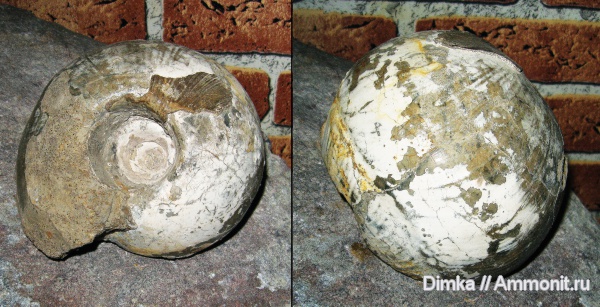 юра, нижний келловей, келловей, Rondiceras, Никитино, Rondiceras milaschevici, Callovian, Jurassic, Middle Jurassic, Lower Callovian