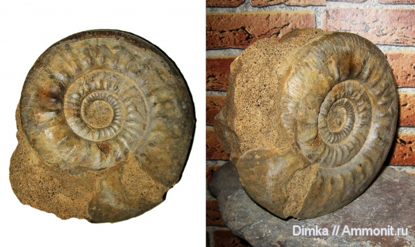 юра, нижний келловей, келловей, Homeoplanulites, Никитино, Indosphinctes vischniakoffi, р. Ока, Homeoplanulites vischniakoffi, Callovian, Jurassic, Middle Jurassic, Lower Callovian