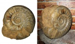 Homeoplanulites vischniakoffi