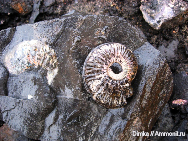 аммониты, Бронницы, Amoeboceras, Рыбаки, Amoeboceras serratum, верхний оксфорд, Ammonites, Oxfordian, Upper Oxfordian
