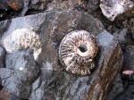 Amoeboceras serratum