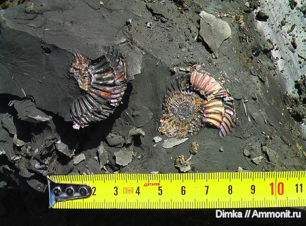 юра, средняя юра, Parkinsonia, Сокурский карьер, Jurassic, Middle Jurassic