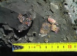 Саратовская Parkinsonia