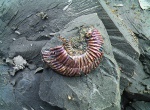 Саратовская Parkinsonia 2