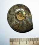 Craspedites kaschpuricus