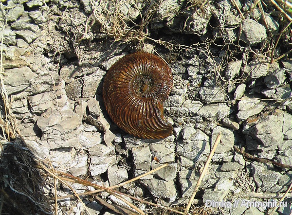 юра, Cardioceras, оксфорд, Никитино, нижний оксфорд, Oxfordian, Lower Oxfordian, Jurassic