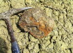 Chamoussetia sp.