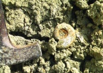 Кто то из Perisphinctidae