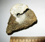 Кто то из Kosmoceratidae