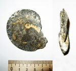 Garniericeras subclypeiforme