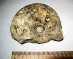 Craspedites parakaschpuricus