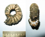 Lomonossovella lomonossovi