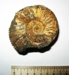 Epivirgatites nikitini