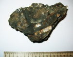 Epivirgatites nikitini