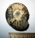 Epivirgatites nikitini