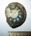 Craspedites Craspedites