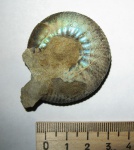Craspedites sp.