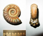 Vertumniceras trapezoidalis